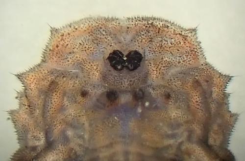 Réf. 333 008 : Didea fasciata